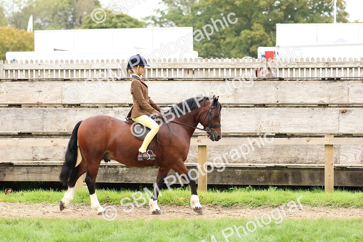 SBM_69518 - S62 - Mountain & Moorland Ridden Large Breeds