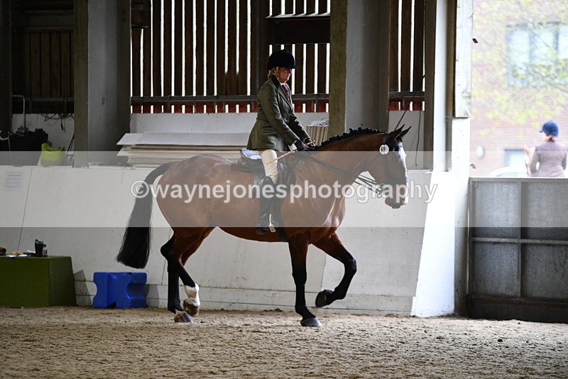 WJ5_8983 - Class 15 Ridden Show Horse