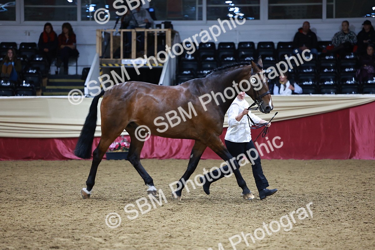 SBM_20498 - Class G - IH Large (over 148cm)Champ