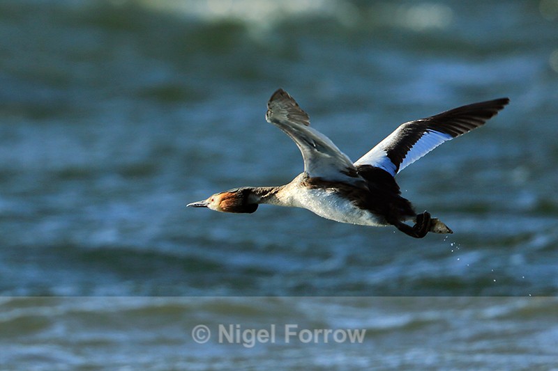Great Crested Grebe in flight at Farmoor Reservoir - Great Crested Grebe