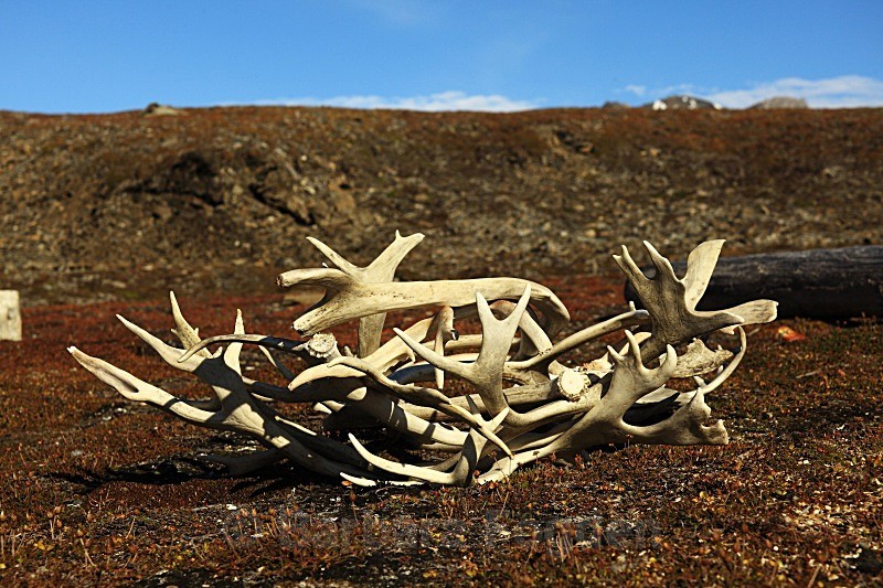 Reindeer antlers 4185 - Autumn