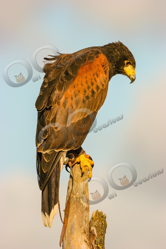 harris hawk Parabuteo unicinctus-0042 - BoP from around the world