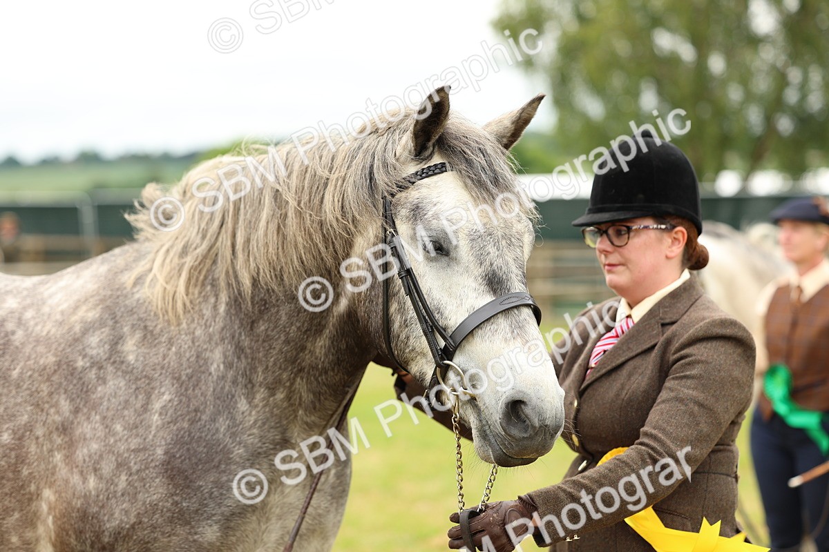 SBM_04100 - Class 64-67 - Shetland Pony In Hand