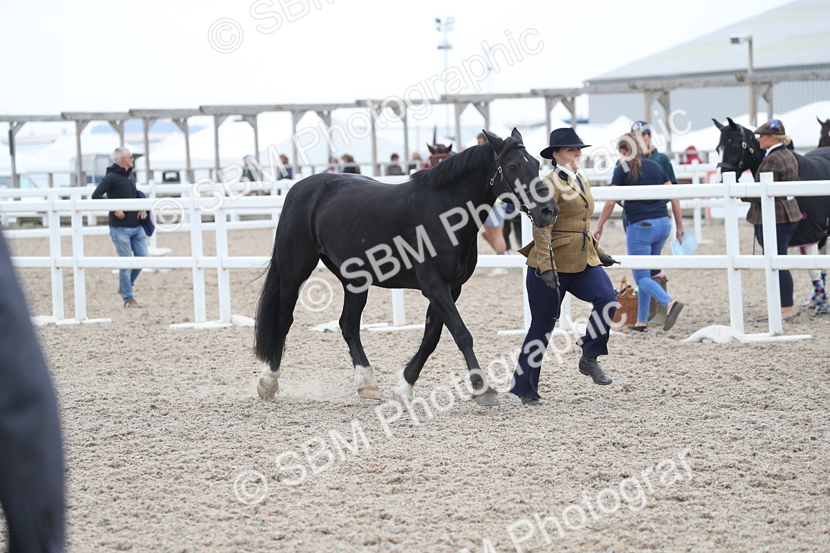 SBM_17960 - Class 317 IH Pure bred Horse/Pony