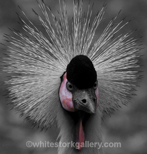 African Crowned Crane - Wildlife and Animals