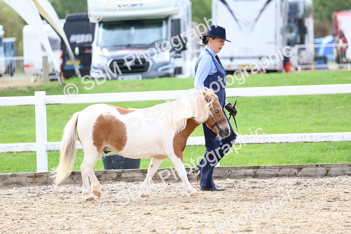 SBM_01829 - Class 18 - Handsomest Gelding - IH or Ridden