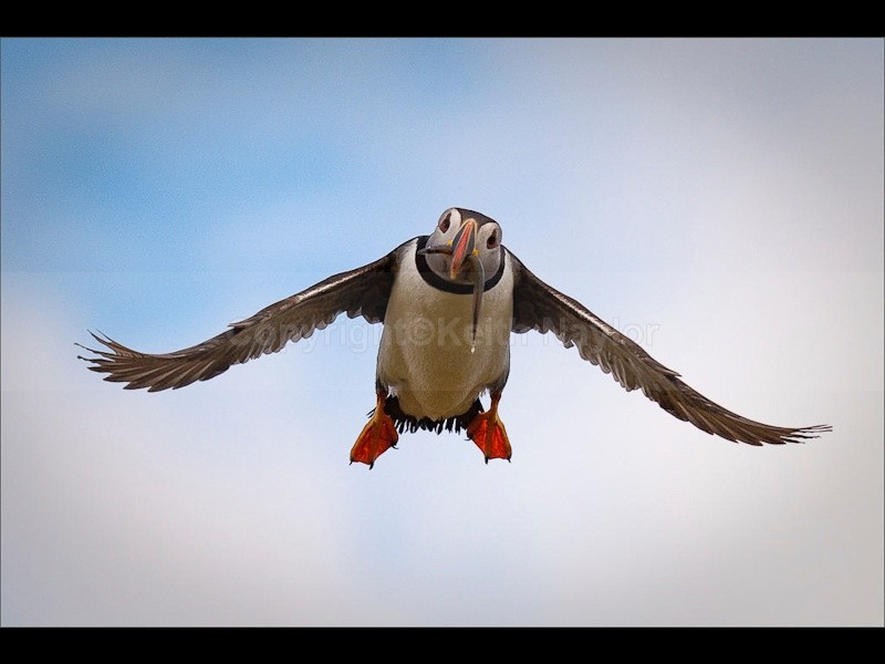 Atlantic Puffin - 2010