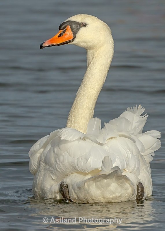Astland Photography, Bird and Wildlife Images, Susan and Peter Wilson, U.K.