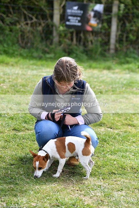 WJ5_0646 - Class 7 Best Terrier