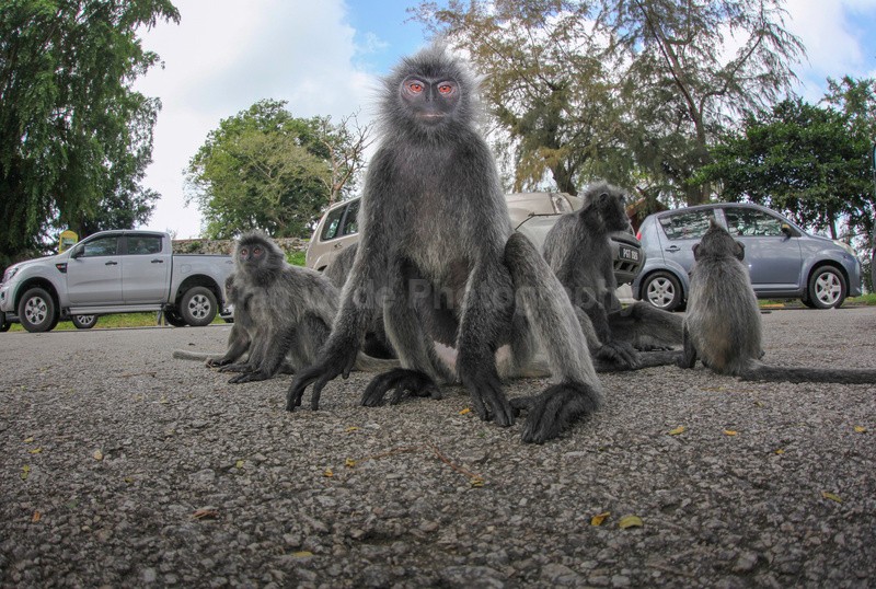  - Urban Wildlife, Kuala Lumpur - Malaysia