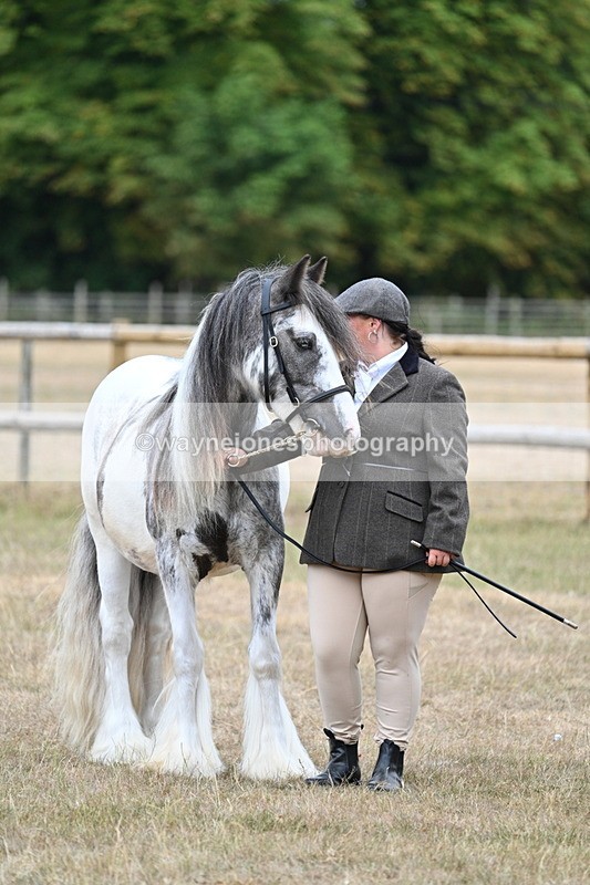 WJ7_9683 - Class 5 Most Handsome Gelding (up to 14.2hh)