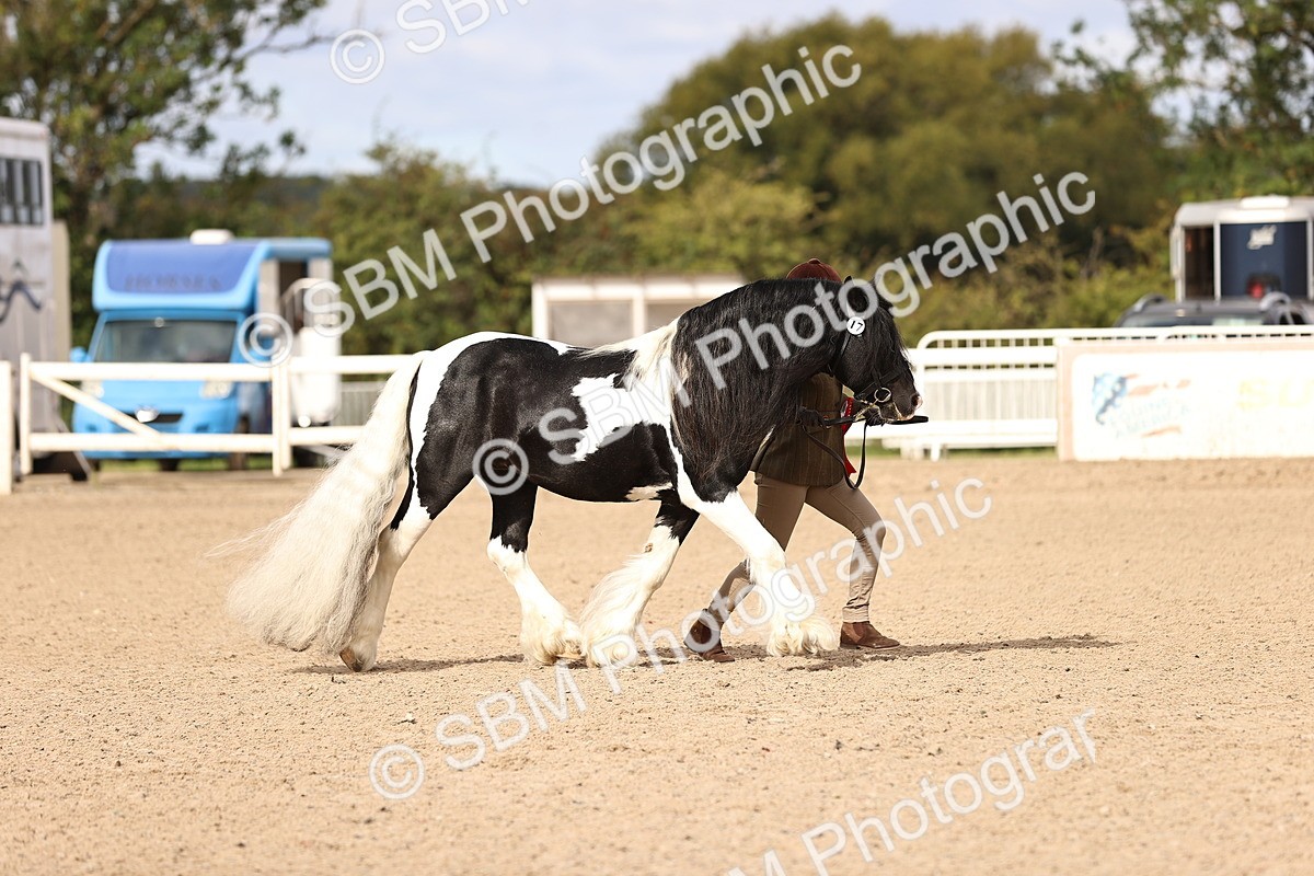 SBM_09330 - Class 404 - IH Traditional - Native Cob