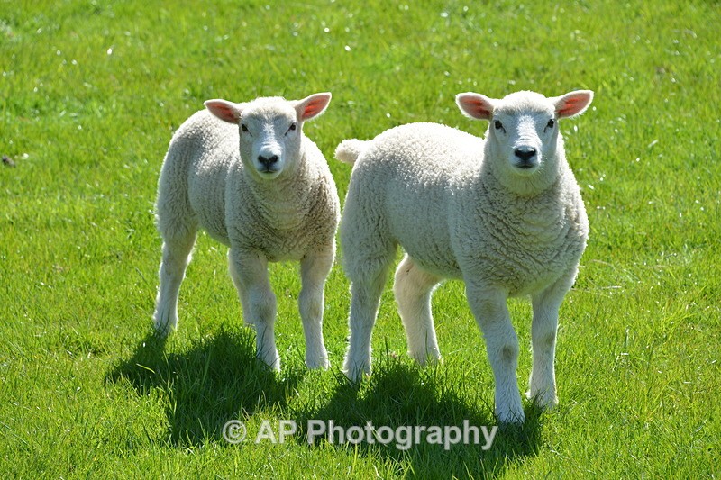 ACP_4187 - Sheep