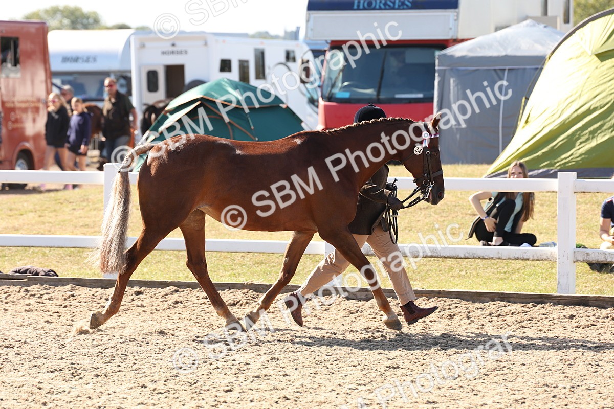 SBM_12814 - Class 205 - IH Show Pony - Show Hunter Pony