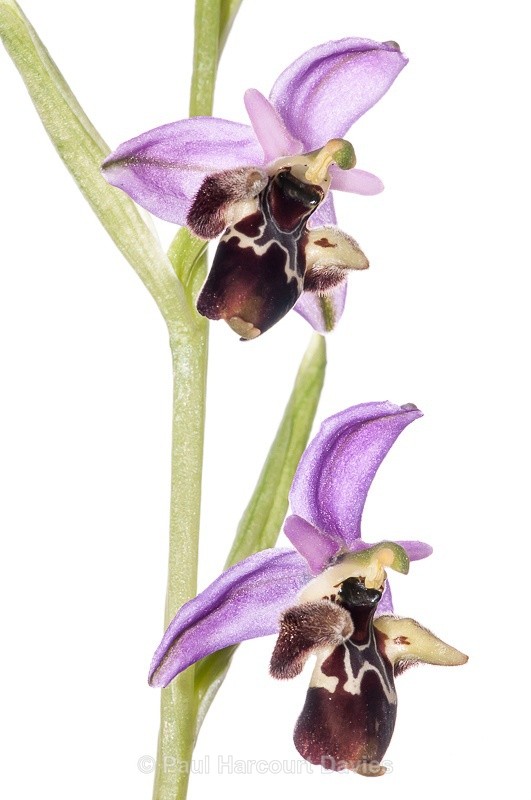  - WB: Orchids - Ophrys
