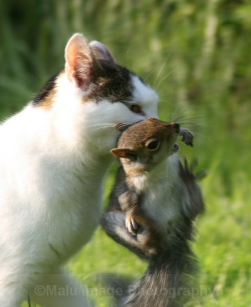 520 Cat and Squirrel - OTHER WILDLIFE (UK)