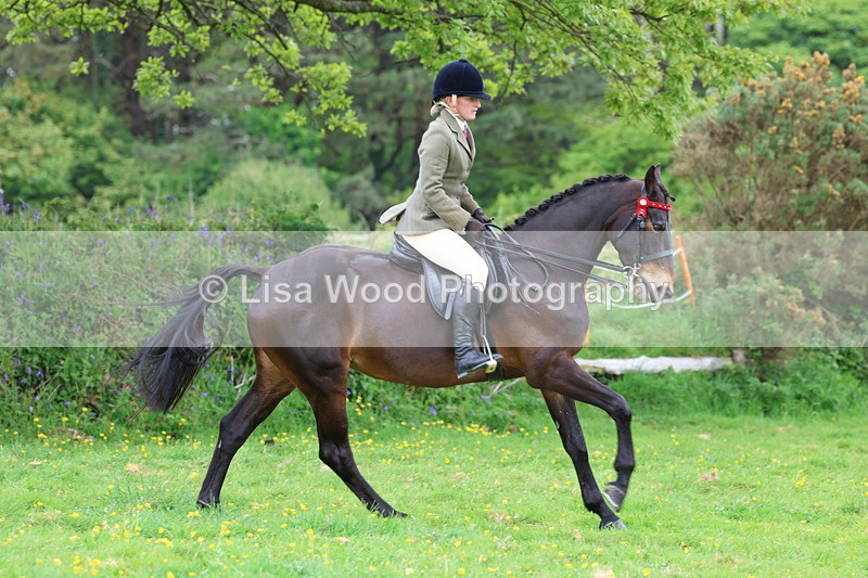 3E7A1994 - Class 10: Ridden Sports Horse