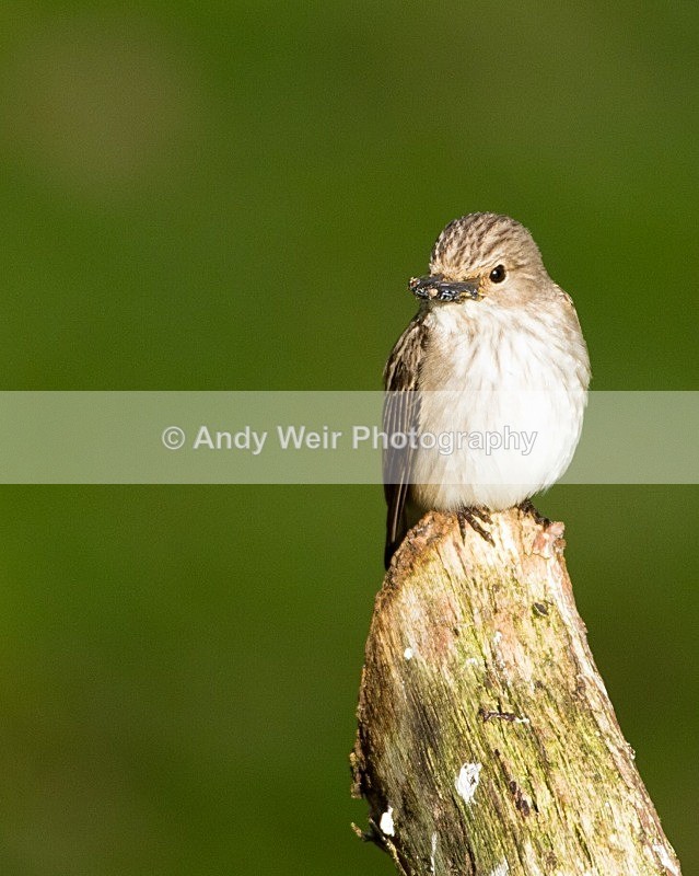 20110615-IMG_5912 - Flycatchers