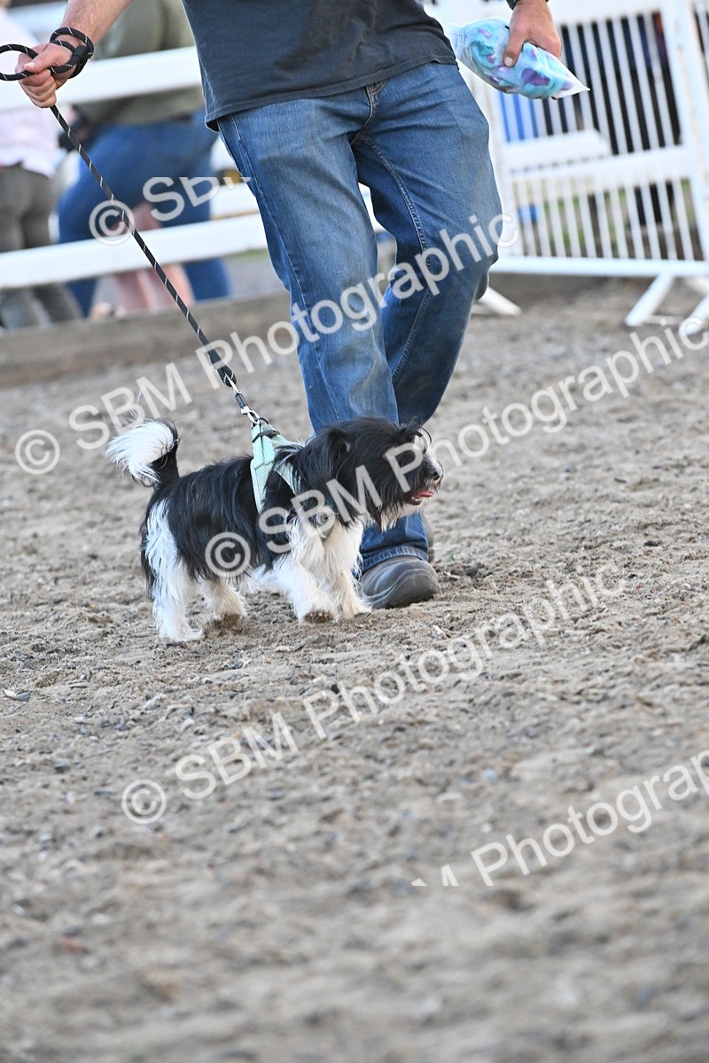 SBM_09567 - Lorry Dogs