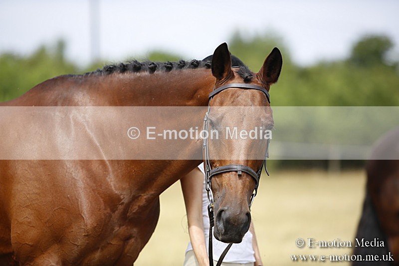 _C7A9626 - BVRC Sow 2018 Ring 2