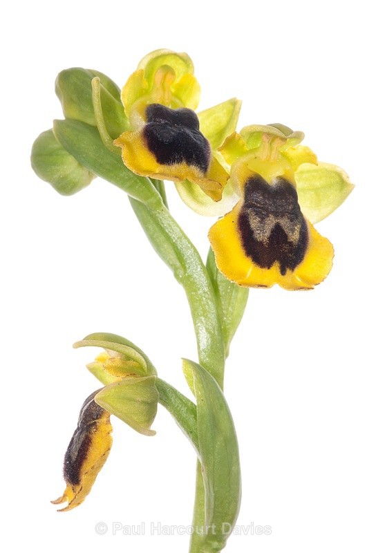  - WB: Orchids - Ophrys