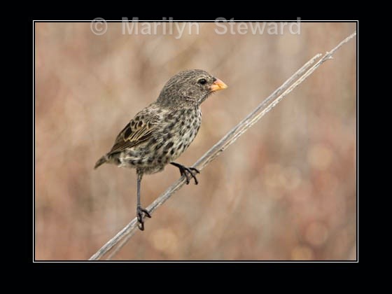 Darwin's ground finch - Galapagos Islands
