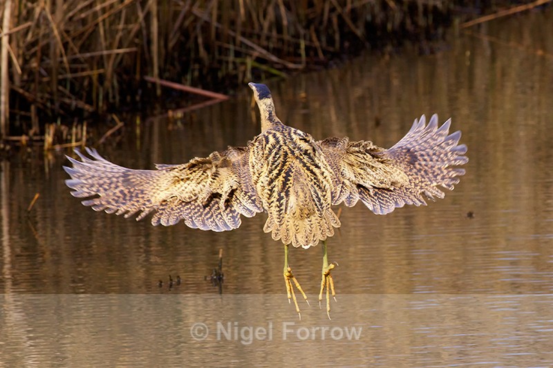 Bittern takes off at Hatch Pond, Poole - Bittern