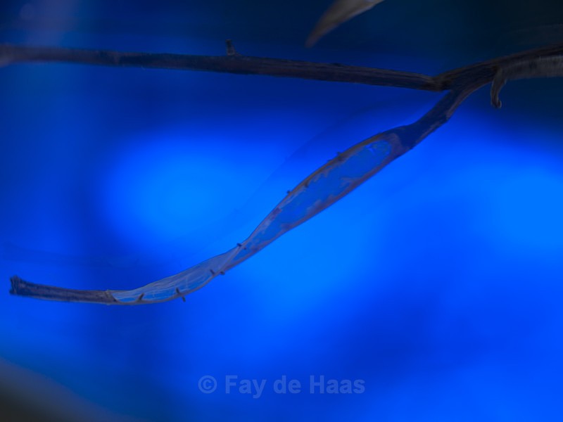  - The Blues