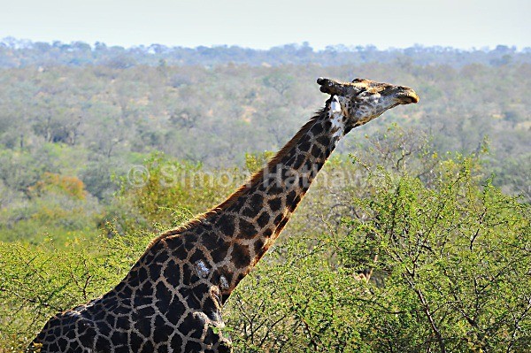  - South Africa
