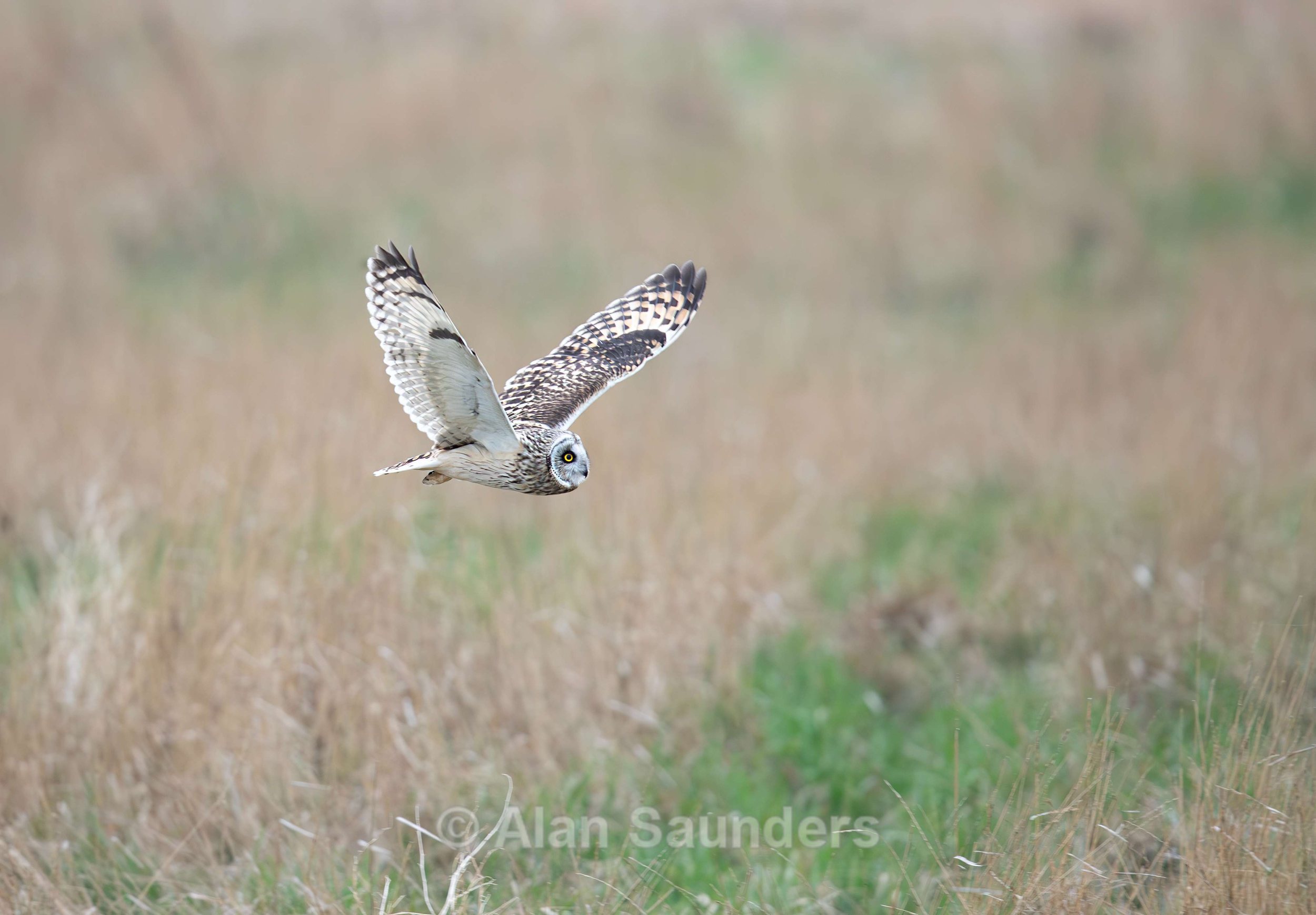 Short Eared Owl