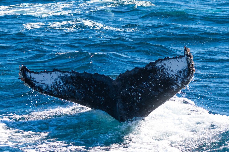 Dark fluke 0A3A6749 - Humpback Whales