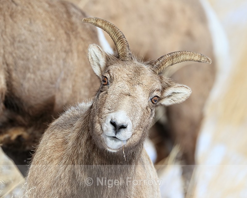 Bighorn Sheep (female) portrait front, Yellowstone - Sheep