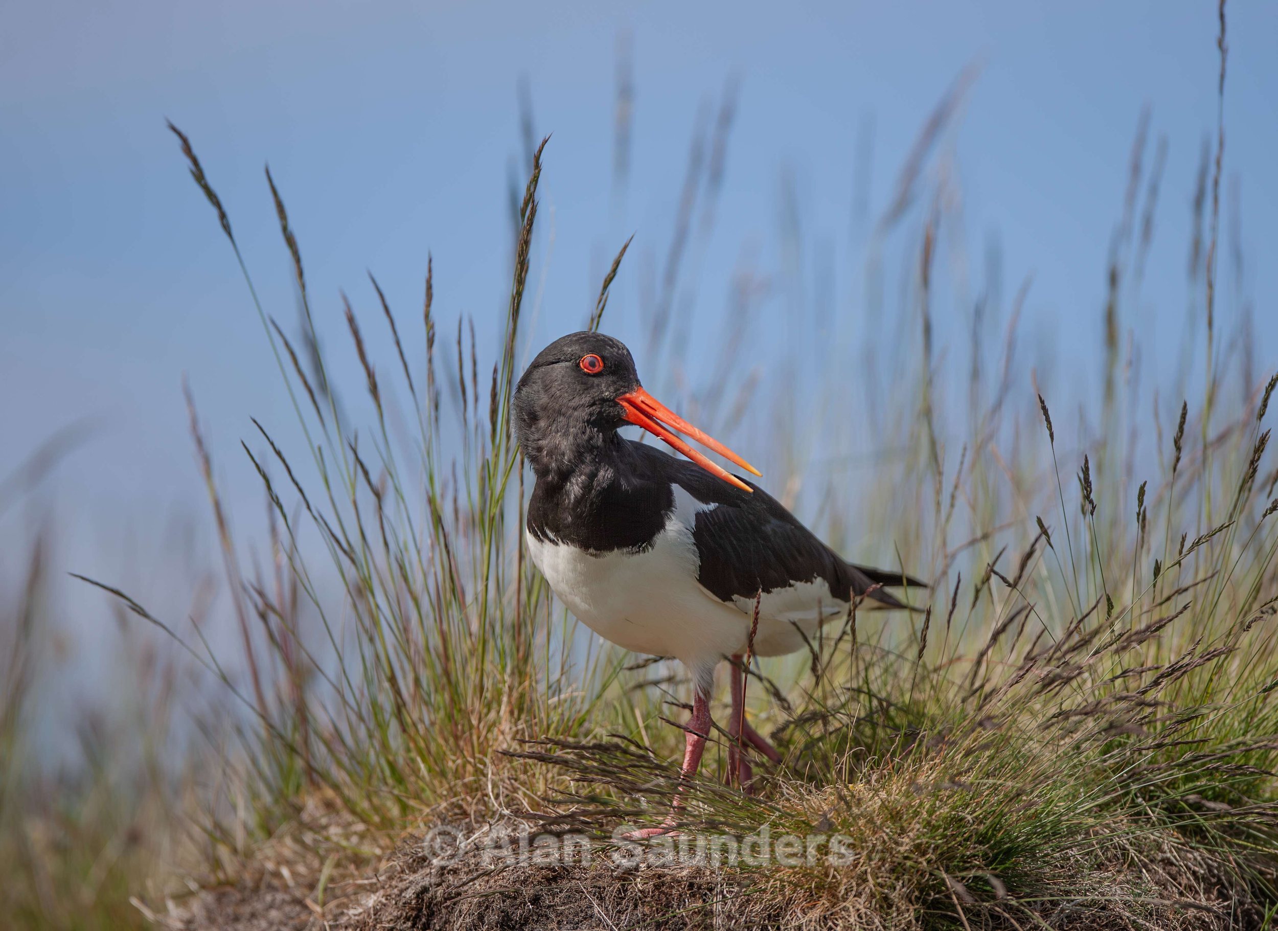 Oystercatcher 16