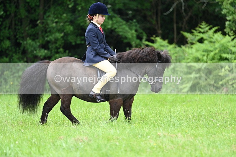 WJ7_3896 - Class 14A Handsome Gelding