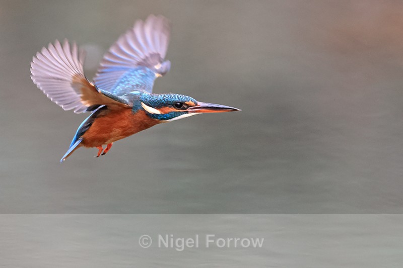 Kingfisher (female) in flight, Otterbourne, Hampshire - Kingfisher