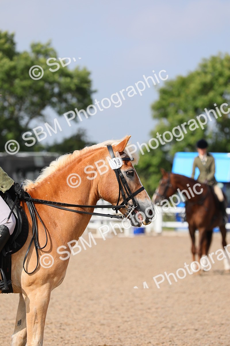 SBM_11420 - Class 305 Ridden Foreign Breeds- Pure Bred