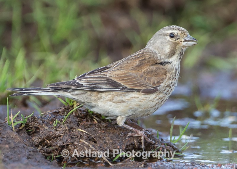 Astland Photography, Bird and Wildlife Images, Susan and Peter Wilson, U.K.