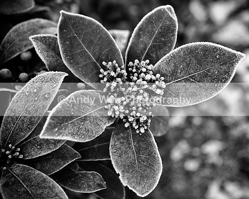 20141228-3K8A7398-3268 - Plants & Flowers