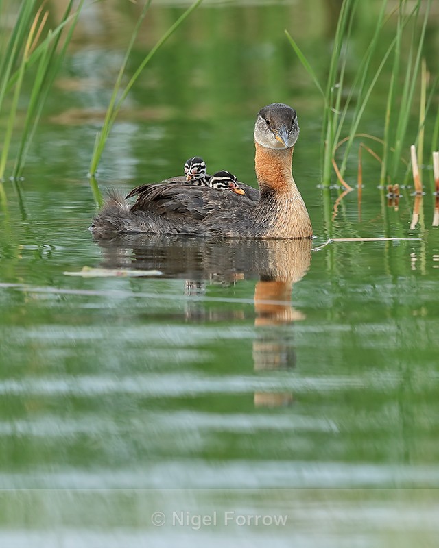 Red-necked Grebe with two chicks on back, Minnesota - Red-necked Grebe