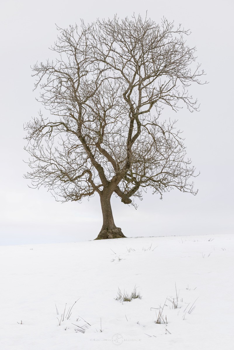 The Dale tree - WINTER