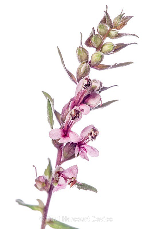 Red Bartsia (Odontites  verna) - Plants - WB