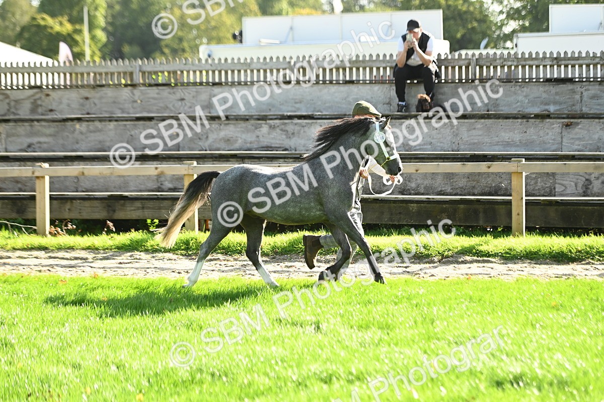SBM_15872 - S1 - TSR in Hand Horse & Pony Showing