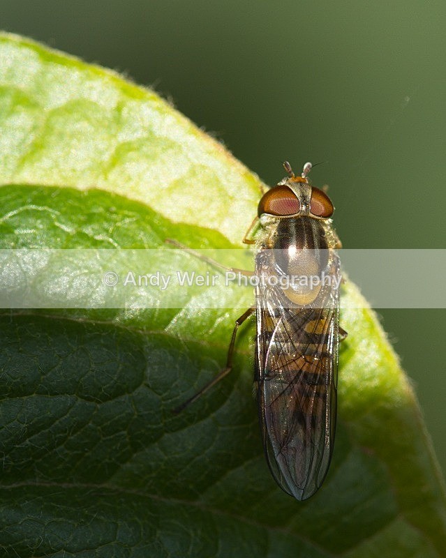 20110723-_MG_6262 - Insects