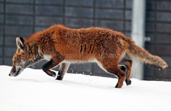  - Urban Foxes, Bristol, Great Britain