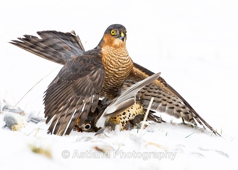 Astland Photography, Bird and Wildlife Images, Susan and Peter Wilson, U.K.