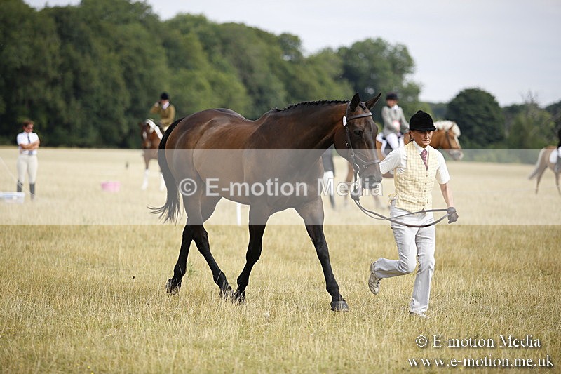 _C7A9405 - BVRC Sow 2018 Ring 2