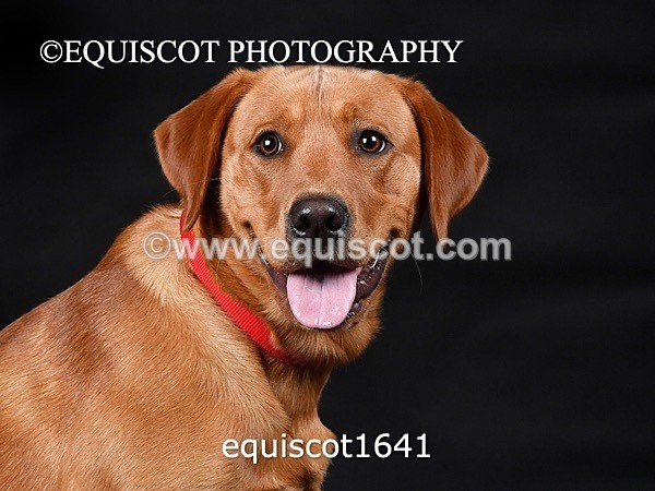 equiscot1641 - PADDY