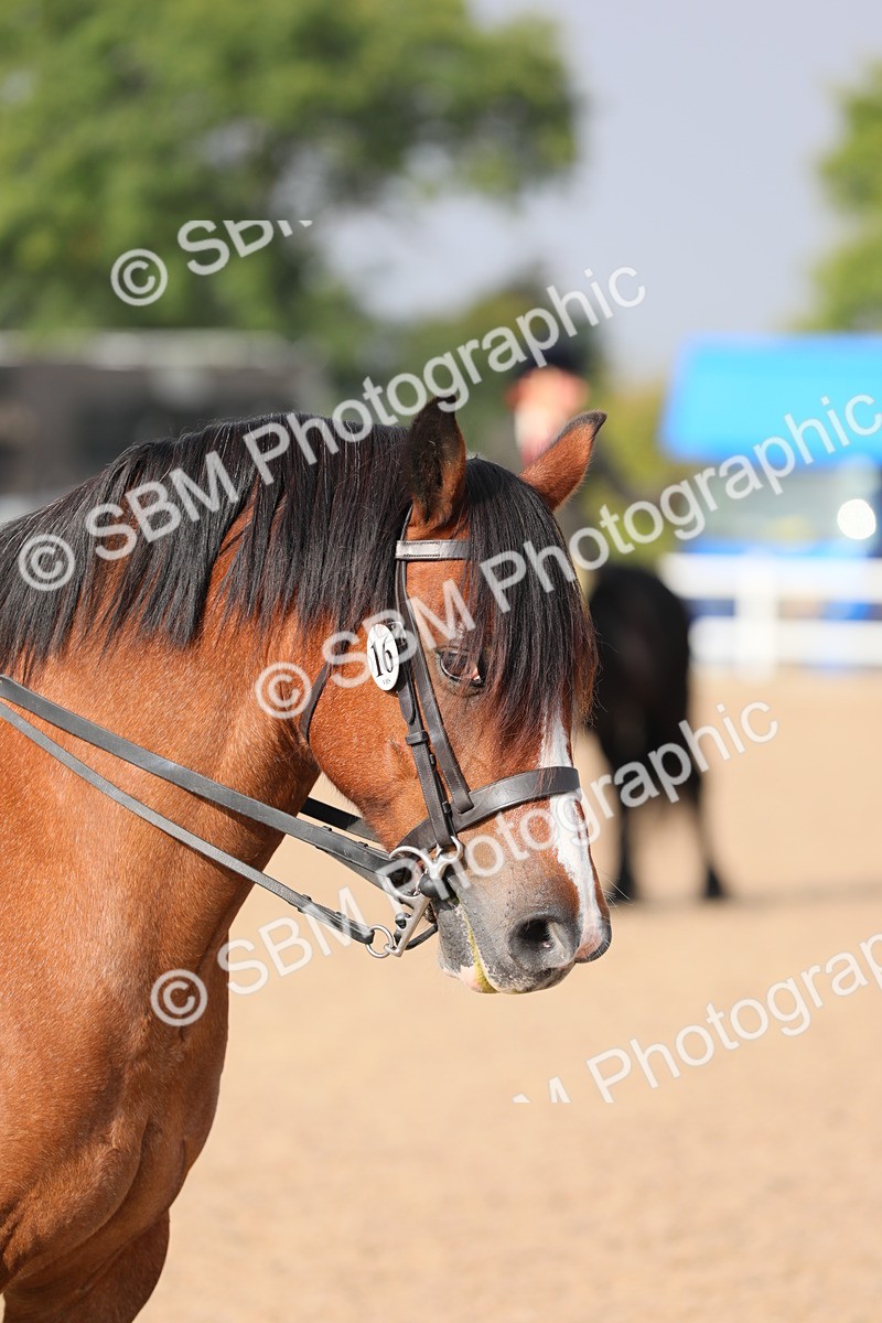 SBM_10094 - Class 302 Ridden M&M -Large Breeds
