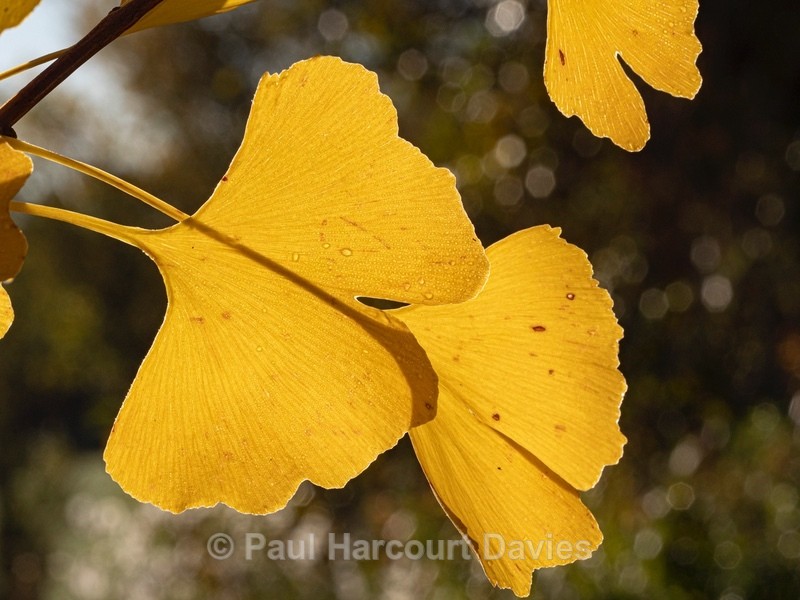 Autumn colour with Ginko (Ginkgo biloba) - Autumn Colours 2020
