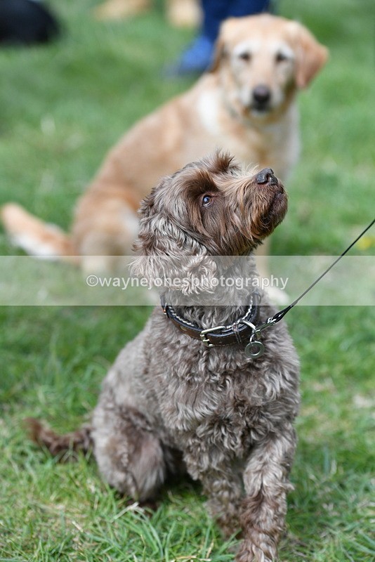 WJ5_9274 - Class 1 Best Cross Breed / Heniz 57